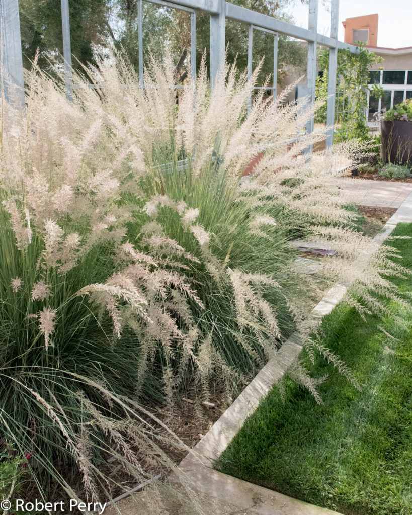 Muhlenbergia lindheimeri